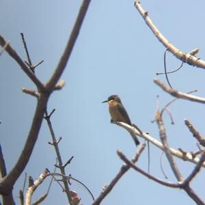 Little Bee-eater