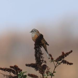 Rock Bunting