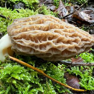 Black Morel