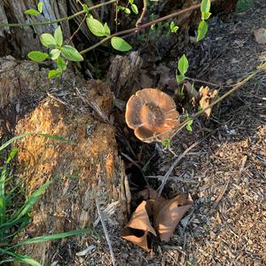 Unknown Species
