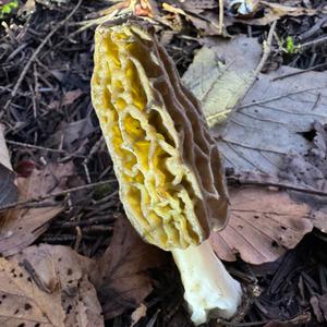 Black Morel