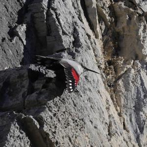 Wallcreeper