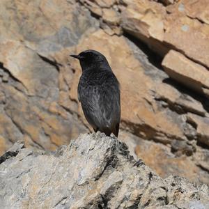 Black Redstart