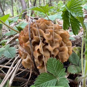 Yellow Morel