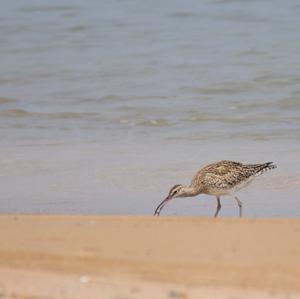 Whimbrel