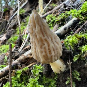 Black Morel