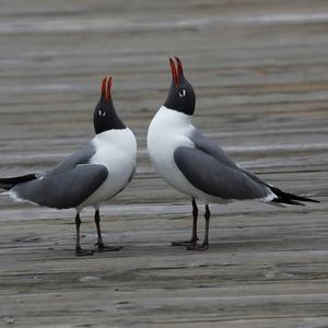 Black-headed Gull