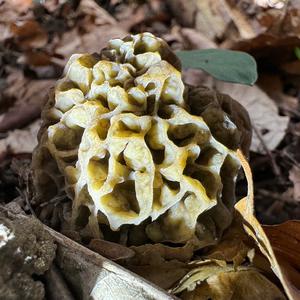 Yellow Morel