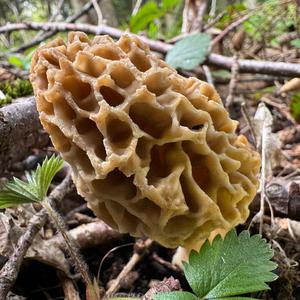 Yellow Morel