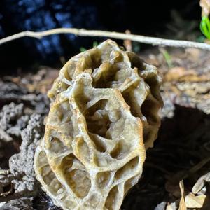 Yellow Morel