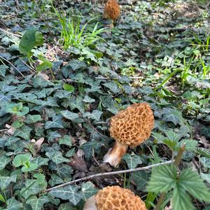 Yellow Morel