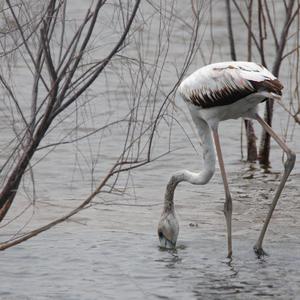 Greater Flamingo