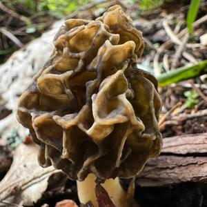 Yellow Morel