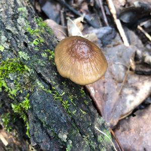 Mycena, Common