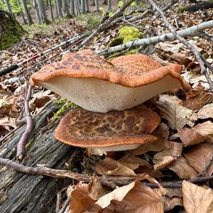 Dryad`s Saddle