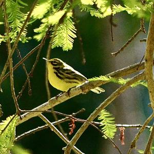 Prairie Warbler