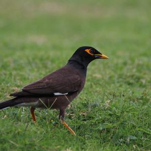 Common Myna