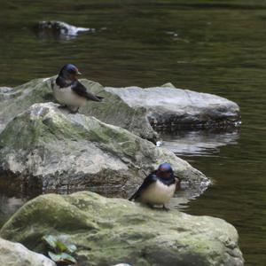 Barn Swallow