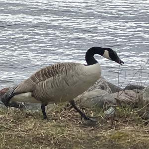 Barnacle Goose