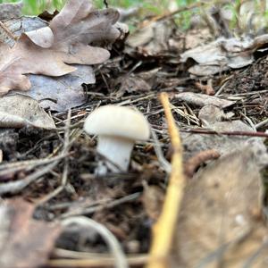 St George`s Mushroom