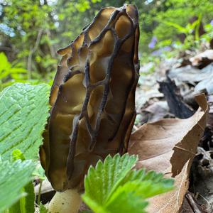 Black Morel