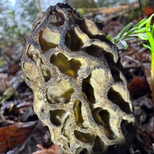 Black Morel