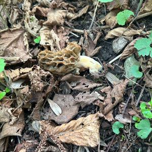 Yellow Morel