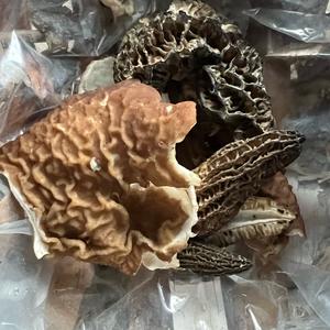 Black Morel