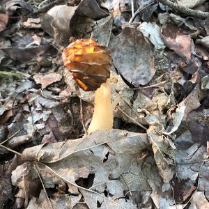 Half-free Morel