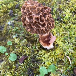 Unknown Species