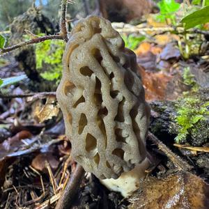 Black Morel