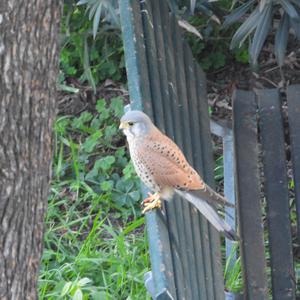 Common Kestrel