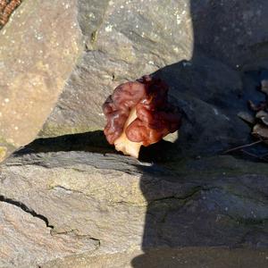 Conifer False Morel