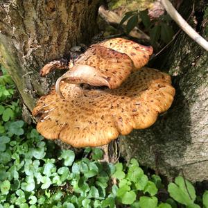 Dryad`s Saddle