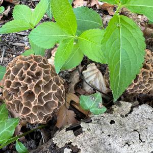 Yellow Morel