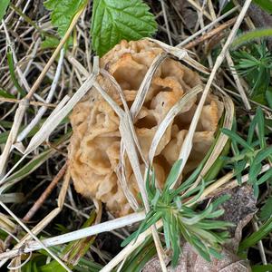 Yellow Morel