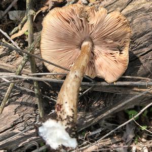 Fawn Mushroom