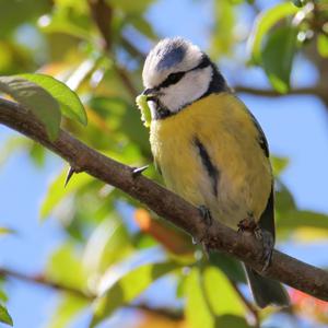 Blue Tit