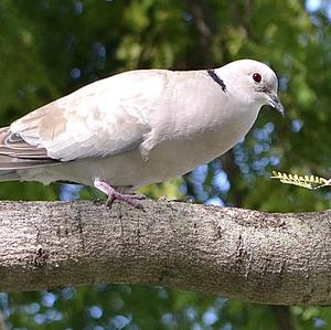 Eurasian Collared-dove