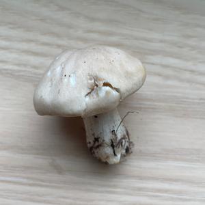 Unknown Species