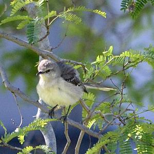 Northern Mockingbird