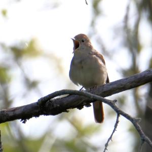 Common Nightingale