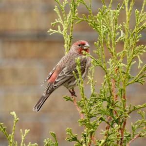 House Finch