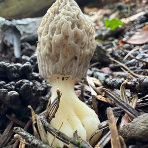 Black Morel