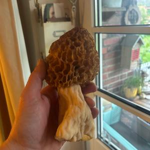 Yellow Morel