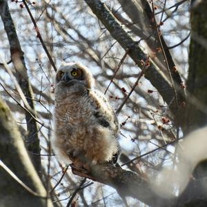 Great Horned Owl