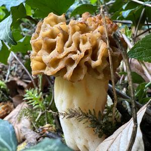 Yellow Morel