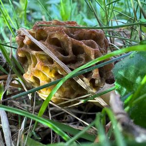 Yellow Morel