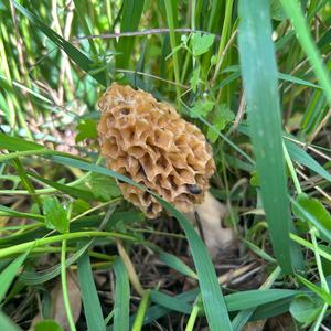 Yellow Morel