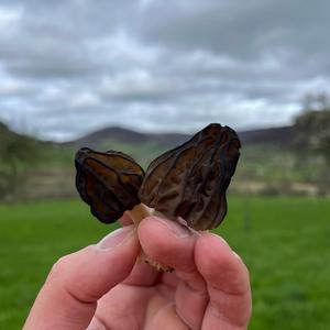 Half-free Morel